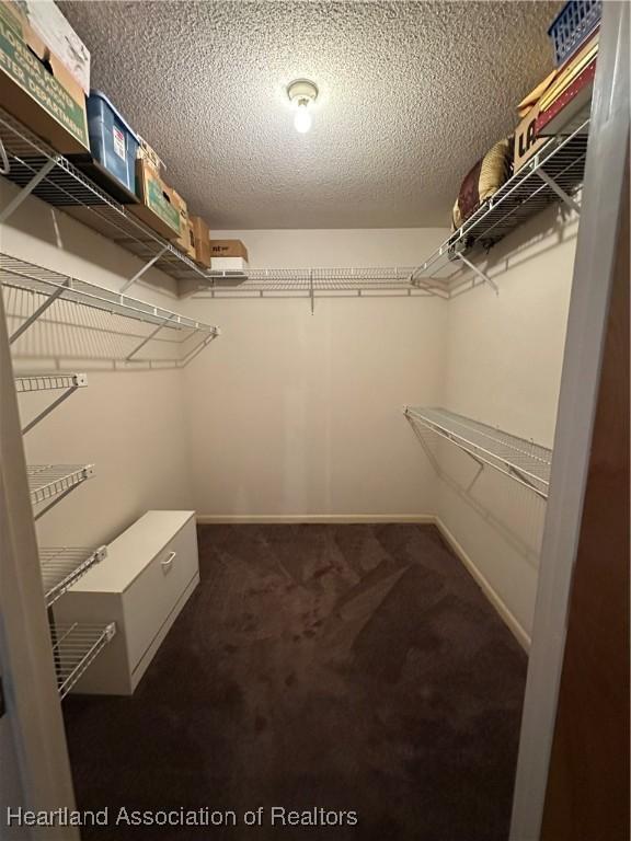 spacious closet featuring carpet