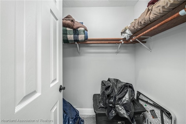 spacious closet featuring carpet flooring