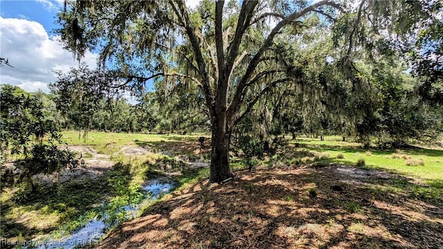 view of local wilderness