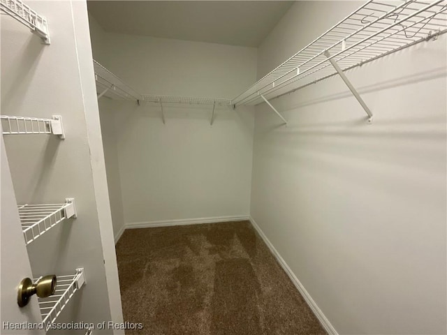 walk in closet featuring carpet