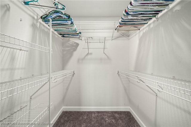 spacious closet featuring carpet flooring