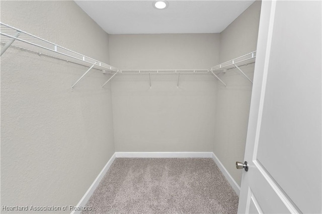 walk in closet with carpet flooring