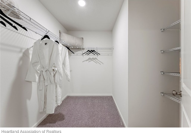 walk in closet with carpet flooring