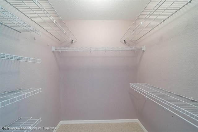 walk in closet featuring carpet flooring