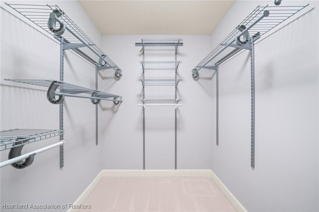 spacious closet featuring carpet