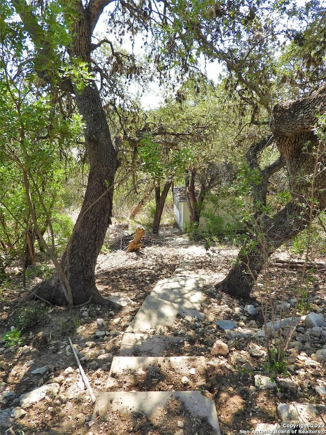 view of local wilderness