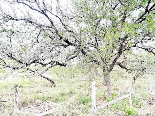 view of local wilderness