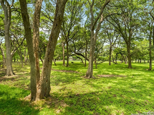 view of local wilderness