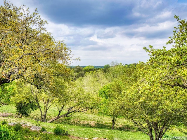 view of local wilderness