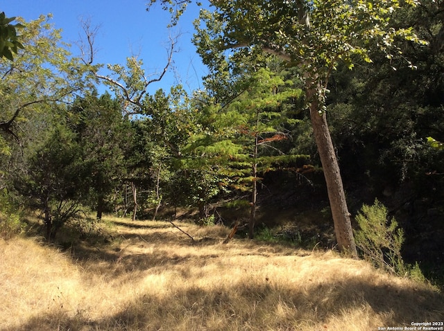 view of local wilderness