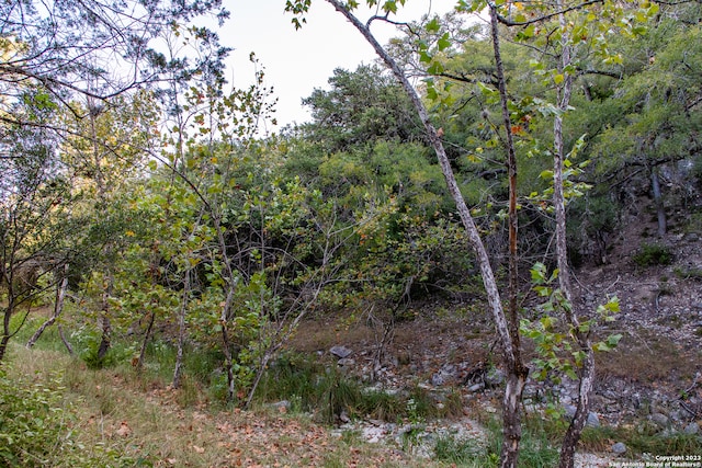 view of local wilderness