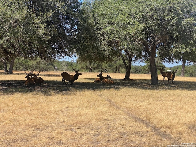 view of yard with a rural view