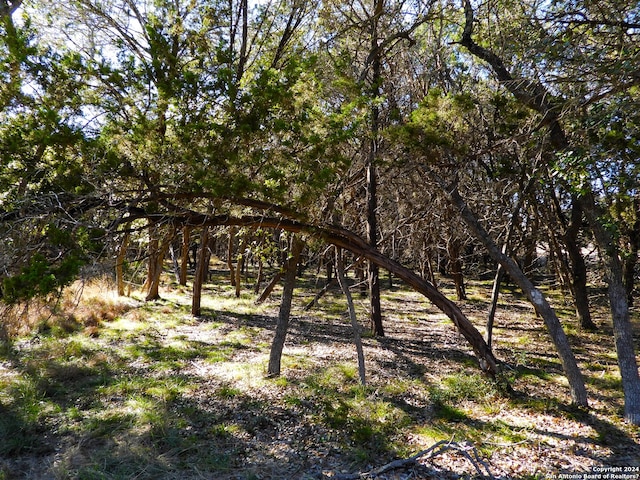 view of local wilderness