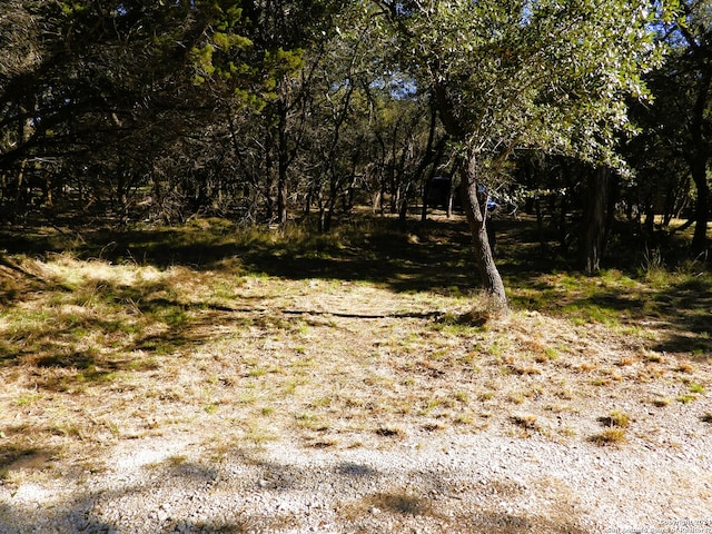 view of local wilderness