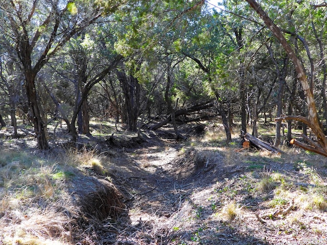 view of local wilderness