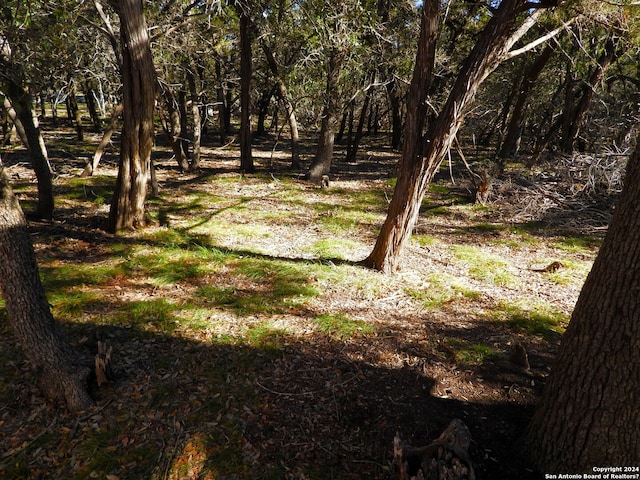 view of local wilderness