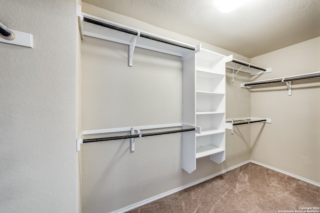 walk in closet with carpet floors