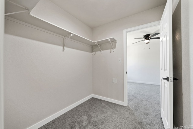 walk in closet featuring ceiling fan and carpet