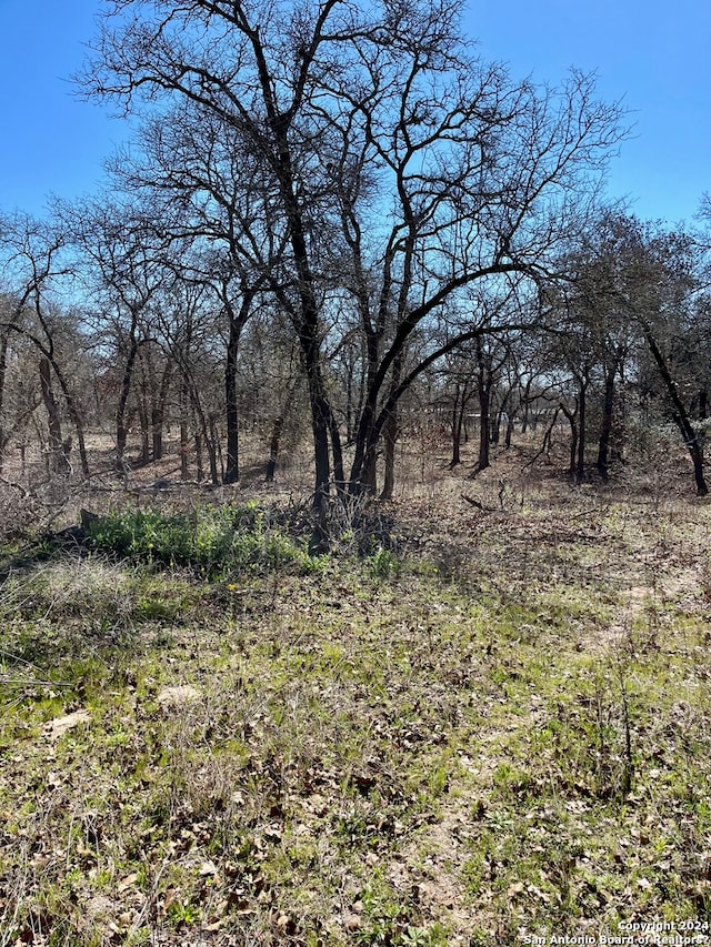 view of local wilderness