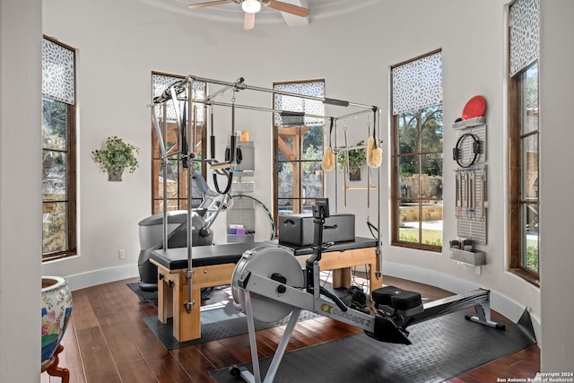 exercise area featuring ceiling fan and dark hardwood / wood-style floors