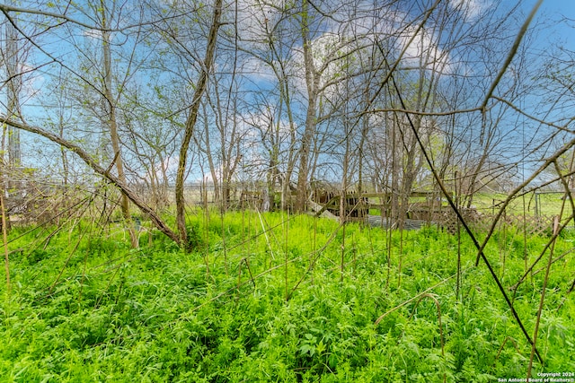 view of local wilderness