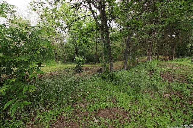 view of local wilderness