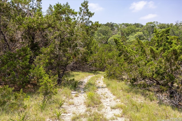 view of local wilderness