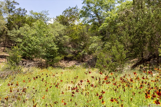 view of local wilderness