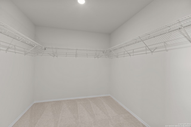 walk in closet featuring carpet flooring