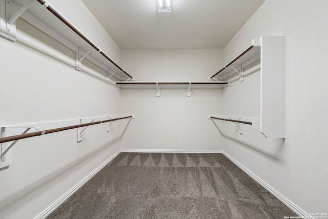 spacious closet featuring carpet flooring