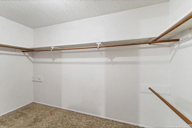 spacious closet featuring carpet flooring