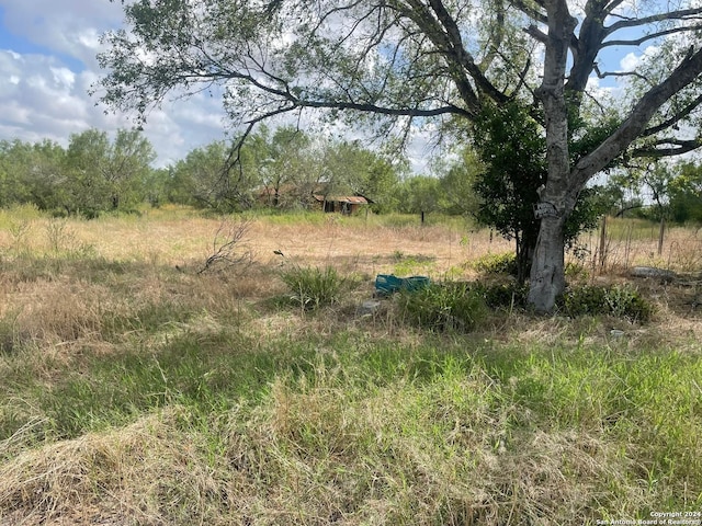 view of local wilderness