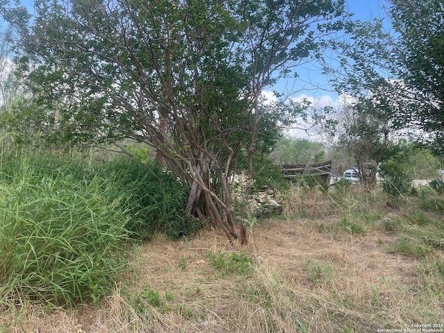 view of local wilderness