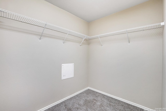 spacious closet featuring carpet