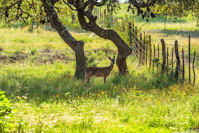 view of local wilderness with a rural view