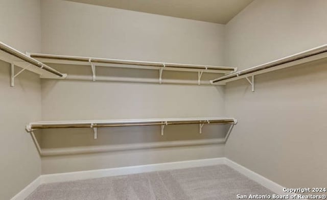 walk in closet featuring carpet floors