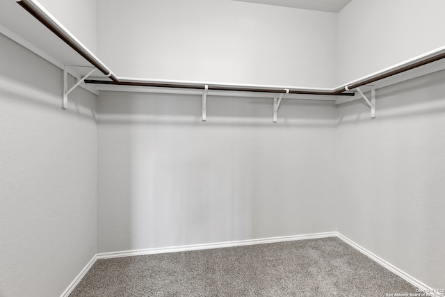 walk in closet with carpet flooring