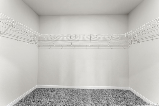 walk in closet featuring carpet floors