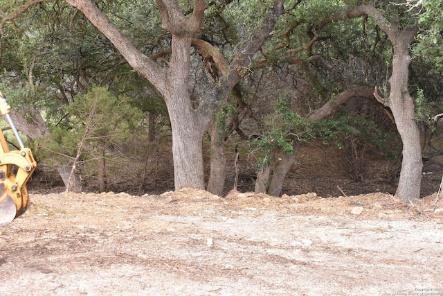 view of local wilderness