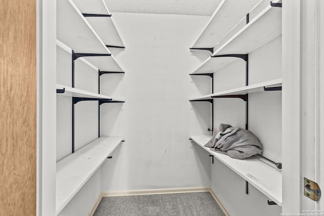 spacious closet featuring carpet