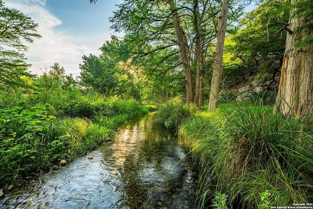 view of local wilderness