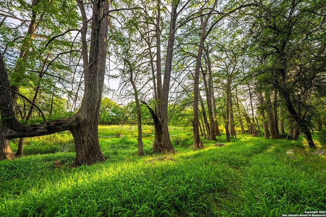 view of local wilderness