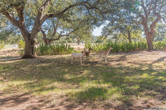 view of yard featuring a rural view