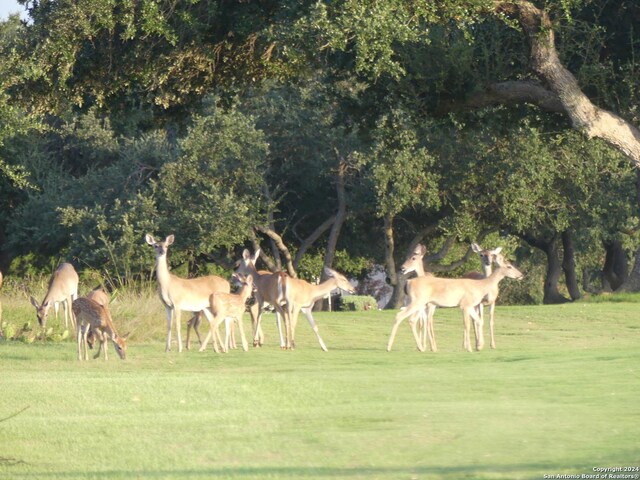 view of property's community with a lawn