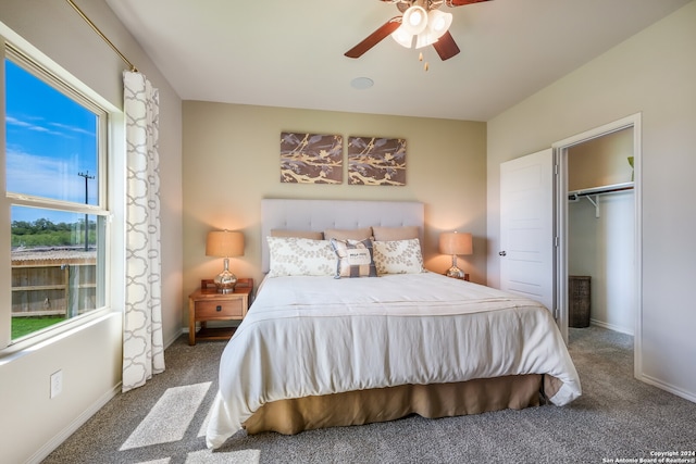 bedroom featuring a closet, carpet flooring, ceiling fan, and a walk in closet