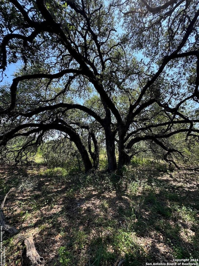 view of local wilderness