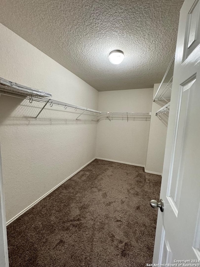 spacious closet featuring carpet