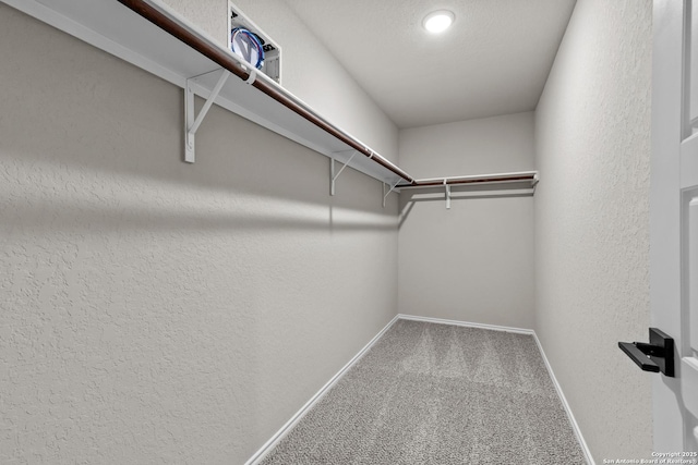 walk in closet with carpet floors