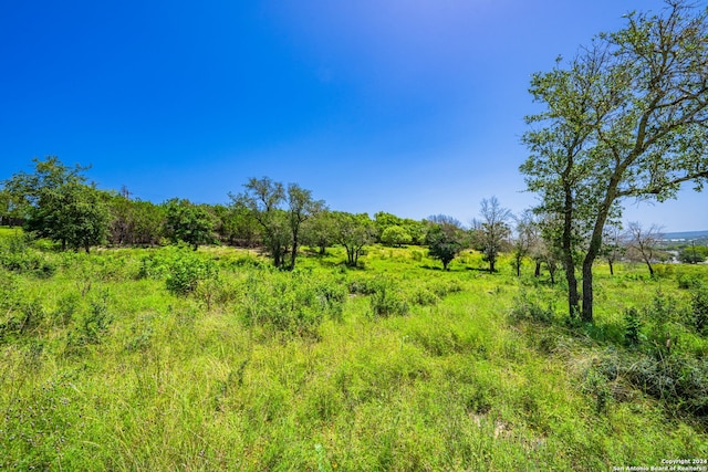 view of local wilderness