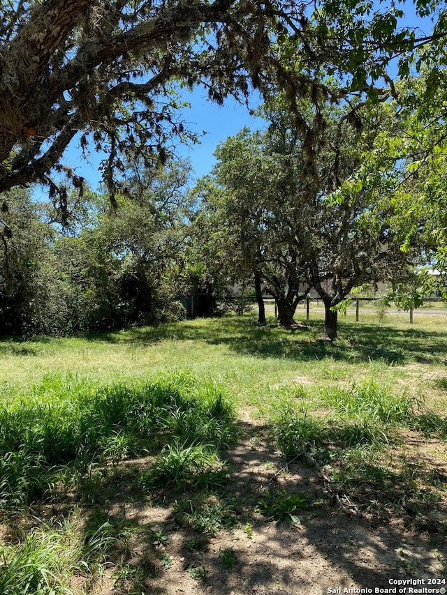 view of local wilderness